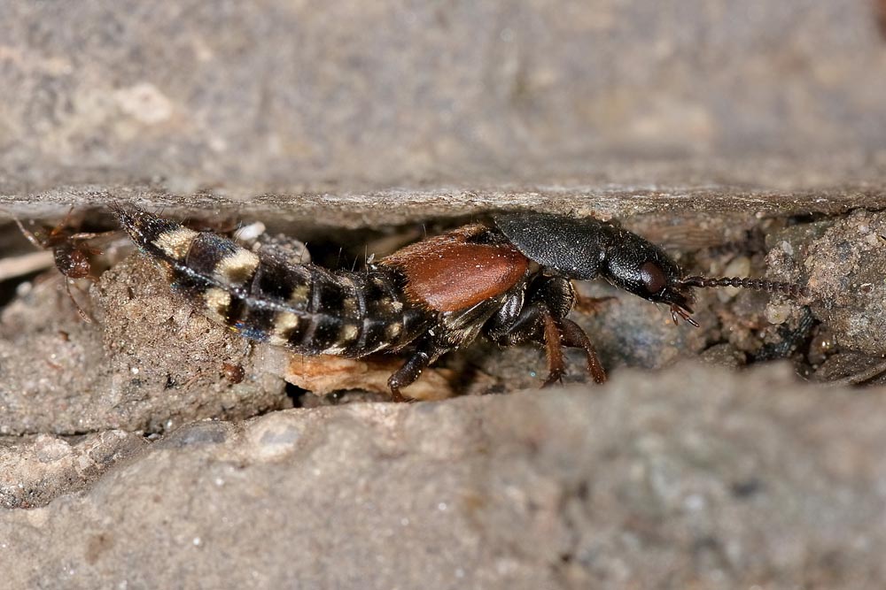 Platydracus stercorarius (Staphylinidae)